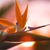 bird of paradise